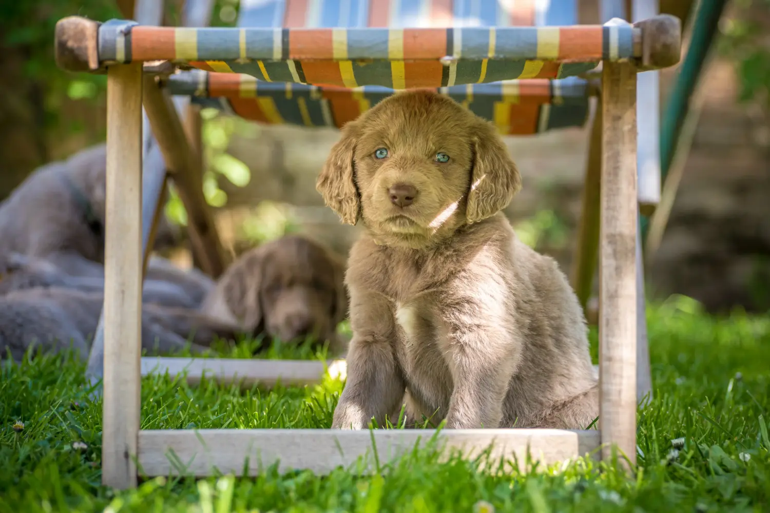 Cumpărarea unui cățel Weimaraner înseamnă asumarea responsabilității! Cumpărați cățeluși Weimaraner.