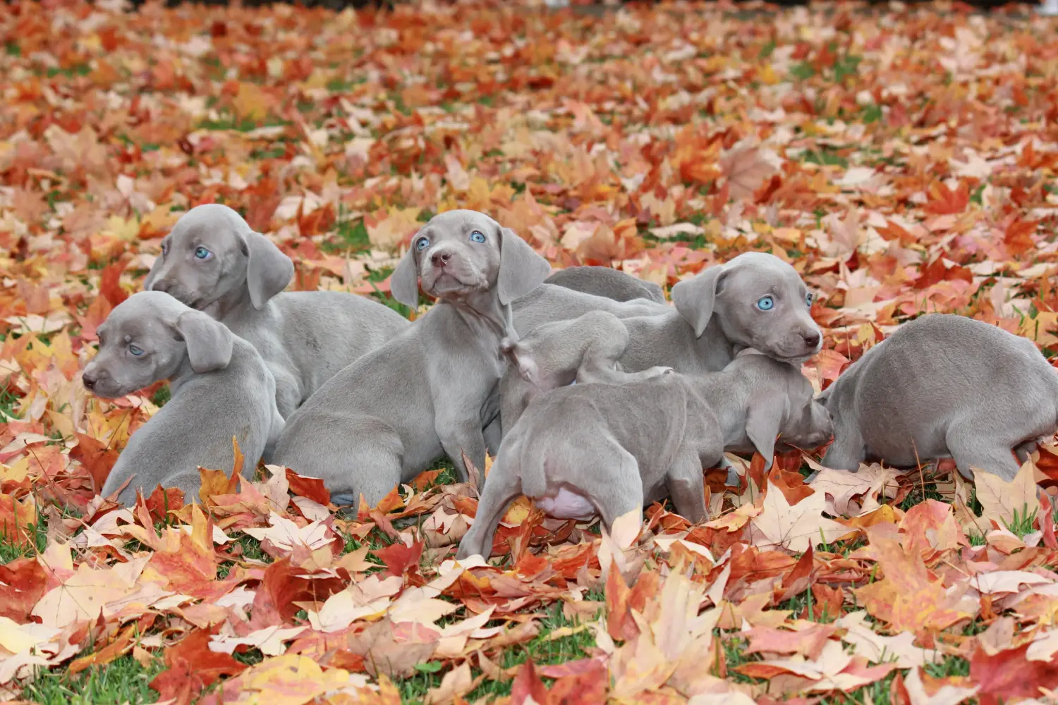 Cumpărarea unui cățel Weimaraner înseamnă asumarea responsabilității! Cumpărați cățeluși Weimaraner.