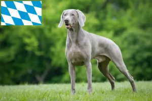 Read more about the article Weimaraner crescători și căței în Bavaria