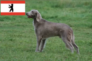 Read more about the article Weimaraner crescători și căței în Berlin