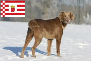 Read more about the article Weimaraner crescători și căței în Bremen