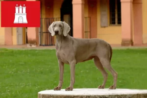 Read more about the article Weimaraner crescători și căței în Hamburg