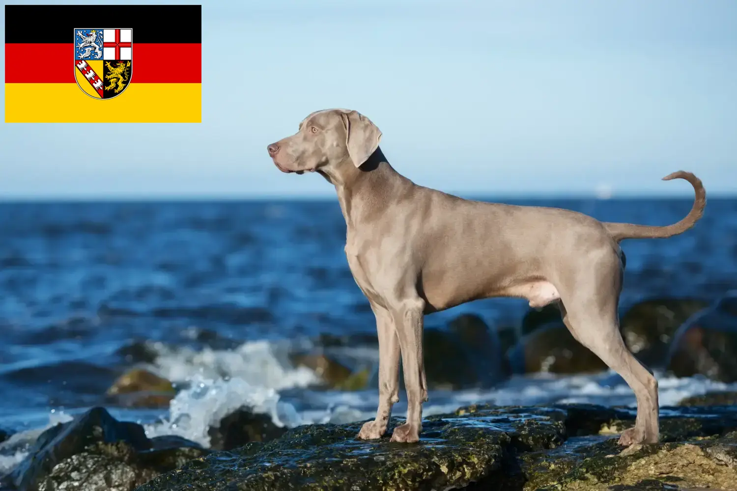 Weimaraner căței și crescători Saarland Aici puteți găsi crescători de Weimaraner în Saarland.