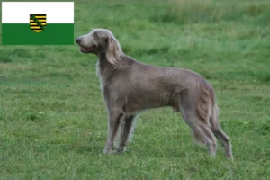 Read more about the article Weimaraner crescători și căței în Saxonia
