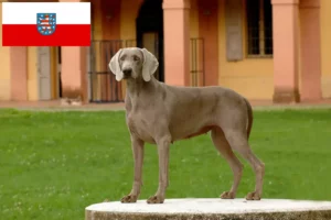 Read more about the article Weimaraner crescători și căței în Thuringia