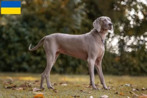 Read more about the article Weimaraner crescători și căței în Ucraina