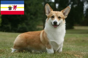 Read more about the article Welsh Corgi crescători și căței în Mecklenburg-Vorpommern