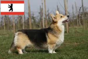 Read more about the article Welsh Corgi crescători și căței în Berlin