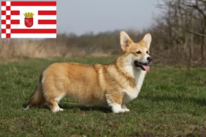 Read more about the article Welsh Corgi crescători și căței în Bremen