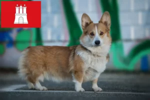 Read more about the article Welsh Corgi crescători și căței în Hamburg