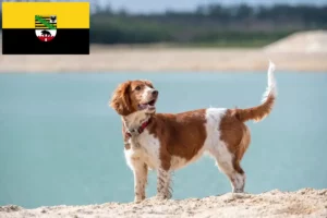 Read more about the article Welsh Springer Spaniel crescători și căței în Saxonia-Anhalt