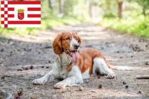 Read more about the article Welsh Springer Spaniel crescători și căței în Bremen