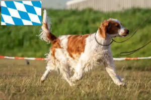 Read more about the article Welsh Springer Spaniel crescători și căței în Bavaria