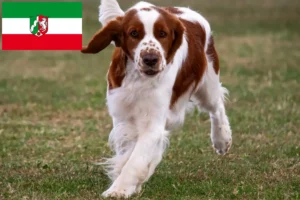 Read more about the article Welsh Springer Spaniel crescători și căței în Renania de Nord-Westfalia
