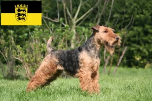 Read more about the article Welsh Terrier crescători și căței în Baden-Württemberg