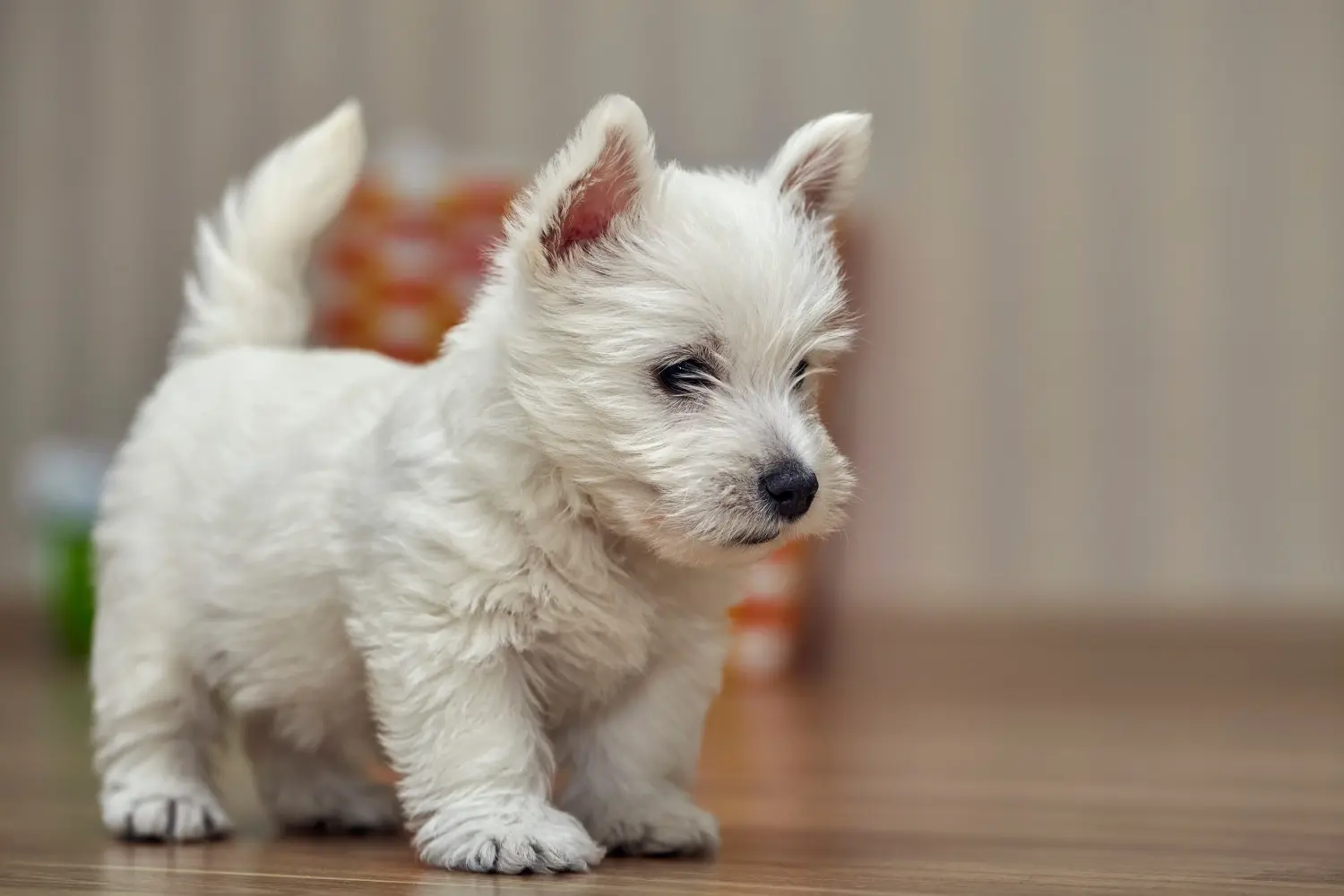 Cumpărarea unui cățel Westie înseamnă asumarea responsabilității! Cumpărați cățeluși Westie.