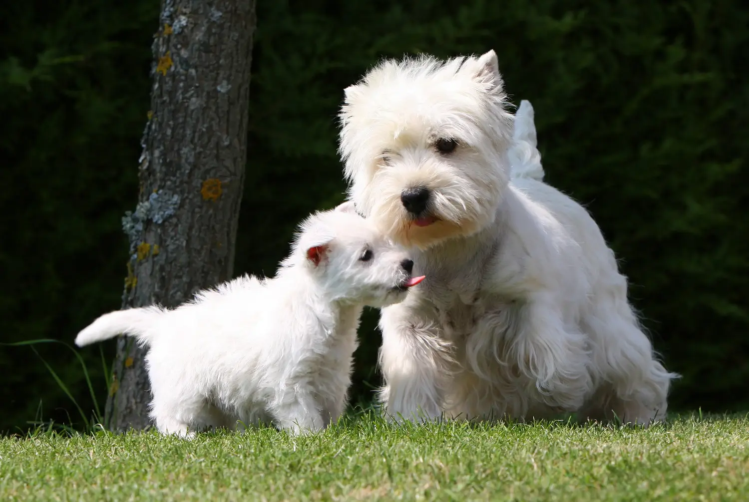 Cumpărarea unui cățel Westie înseamnă asumarea responsabilității! Cumpărați cățeluși Westie.