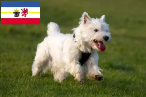 Read more about the article Westie crescători și căței în Mecklenburg-Vorpommern