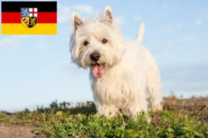 Read more about the article Westie crescători și căței în Saarland