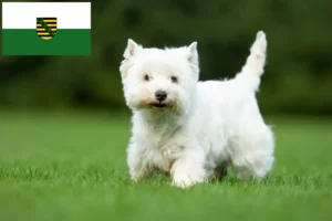 Read more about the article Westie crescători și căței în Saxonia