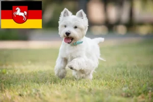 Read more about the article Westie crescători și căței în Saxonia Inferioară