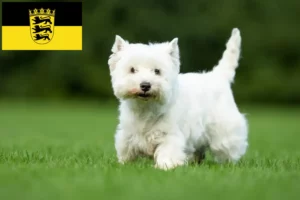 Read more about the article Westie crescători și căței în Baden-Württemberg