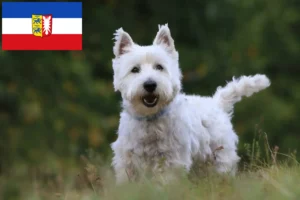 Read more about the article Westie crescători și căței în Schleswig-Holstein