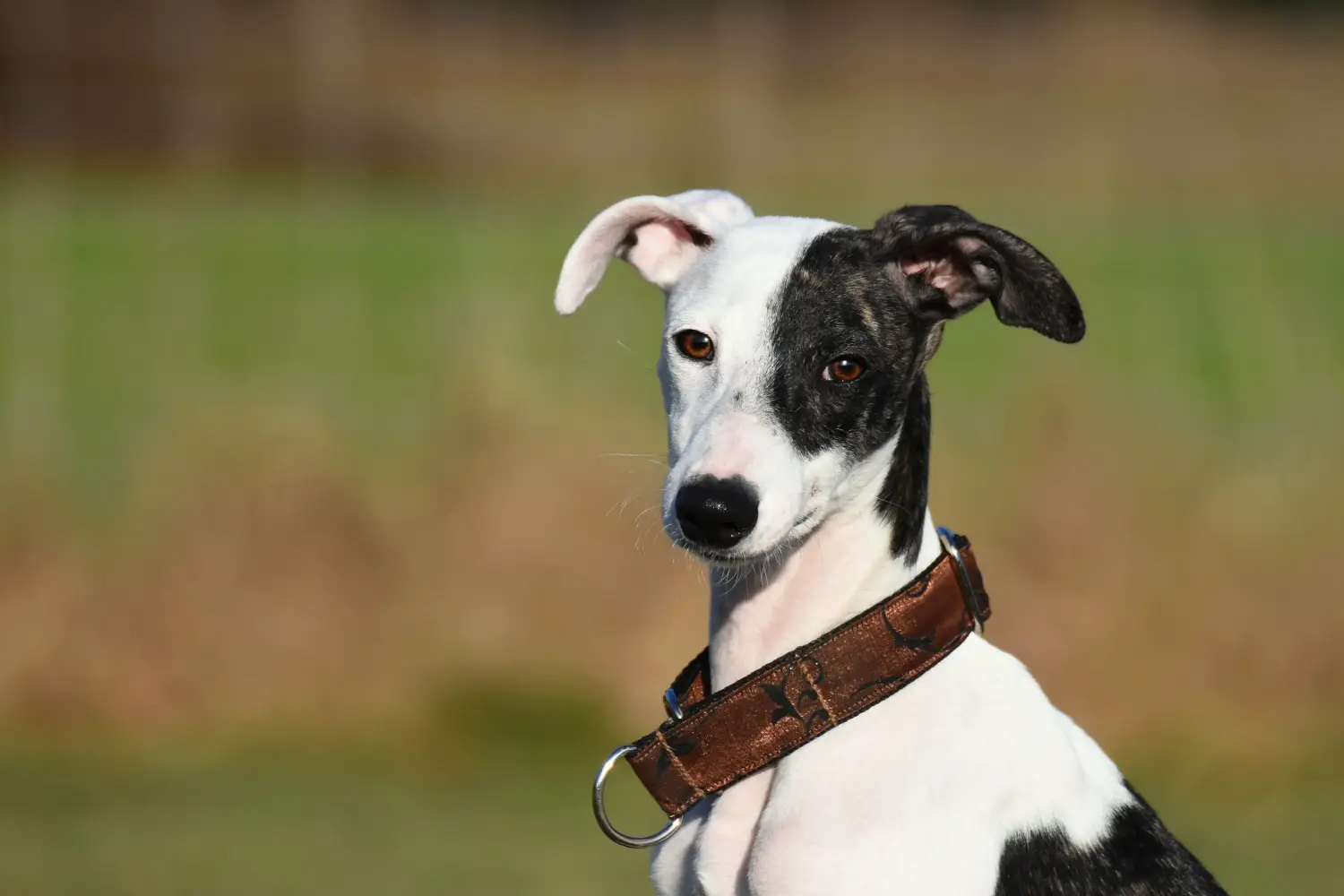 Cumpărarea unui cățel Whippet înseamnă asumarea responsabilității! Cumpărați cățeluși Whippet.