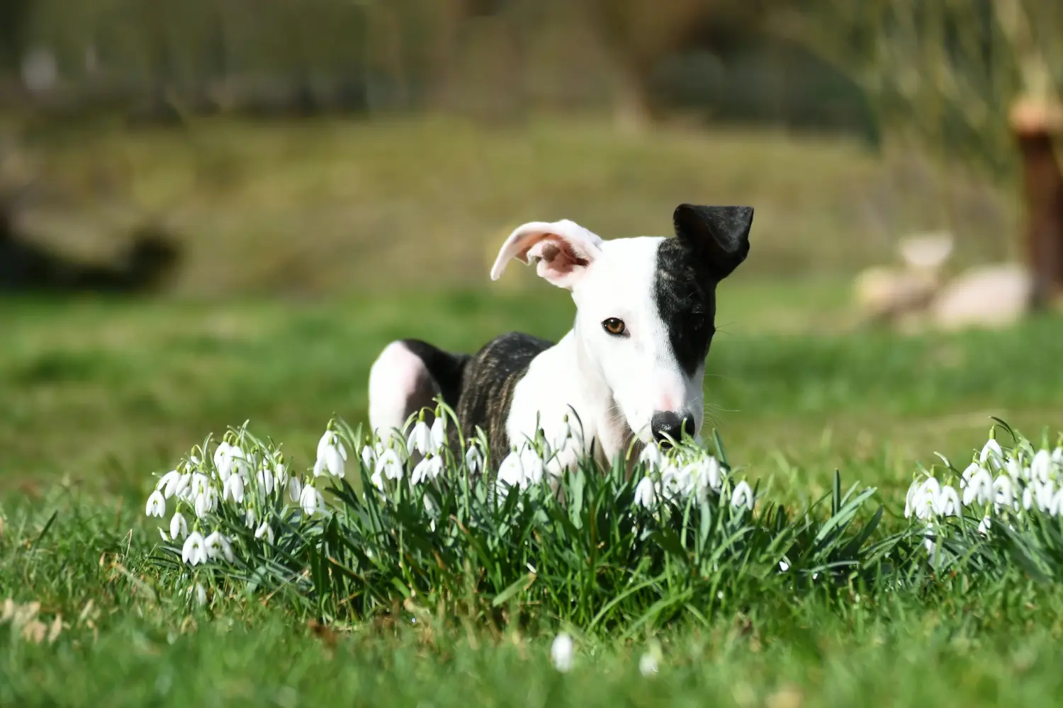 Cumpărarea unui cățel Whippet înseamnă asumarea responsabilității! Cumpărați cățeluși Whippet.