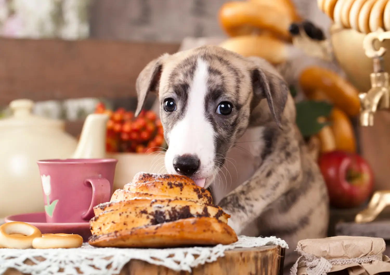 Cumpărarea unui cățel Whippet înseamnă asumarea responsabilității! Cumpărați cățeluși Whippet.