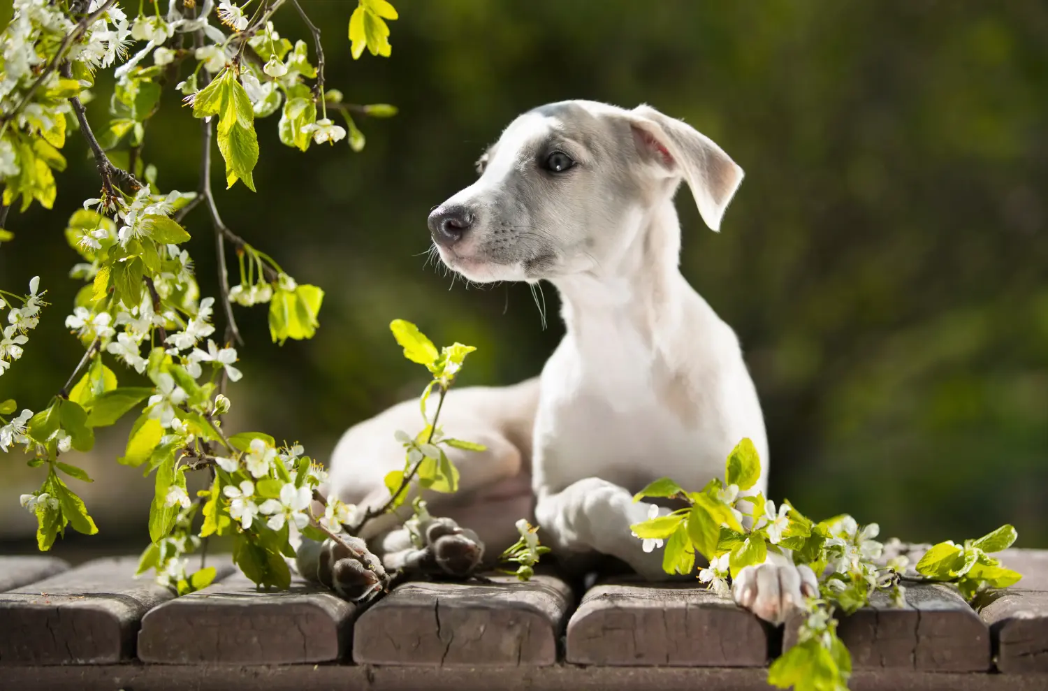 Cumpărarea unui cățel Whippet înseamnă asumarea responsabilității! Cumpărați cățeluși Whippet.