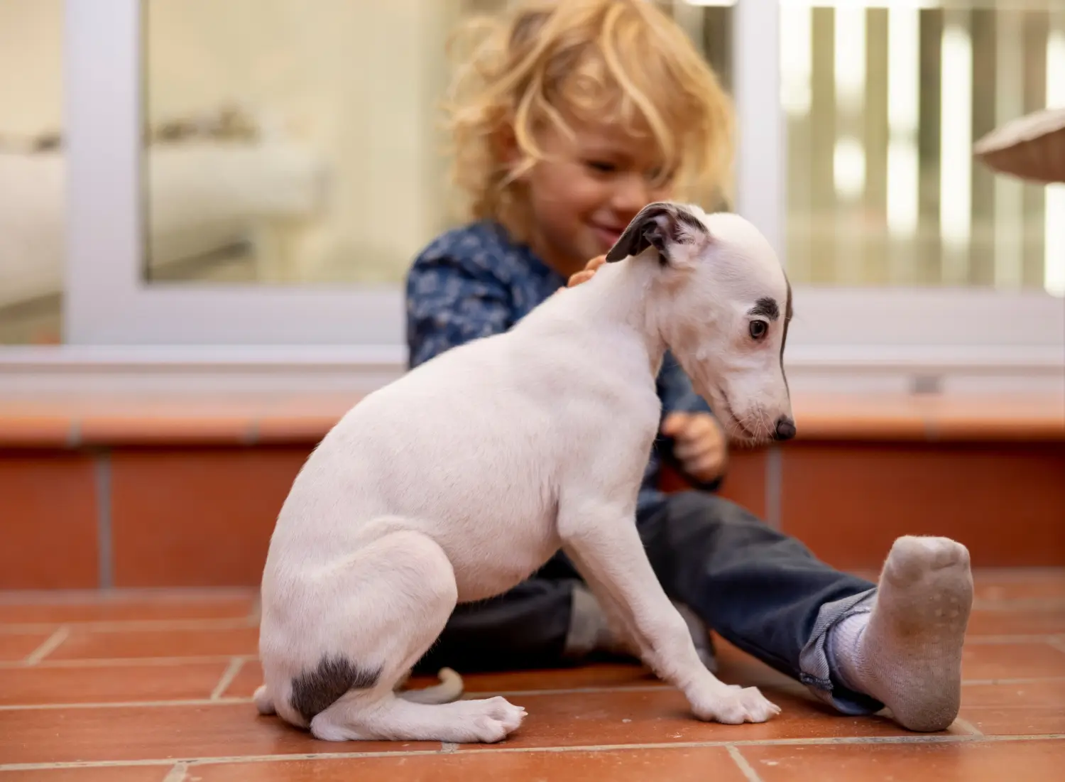 Cumpărarea unui cățel Whippet înseamnă asumarea responsabilității! Cumpărați cățeluși Whippet.