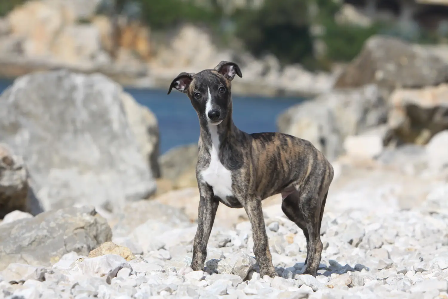 Cumpărarea unui cățel Whippet înseamnă asumarea responsabilității! Cumpărați cățeluși Whippet.