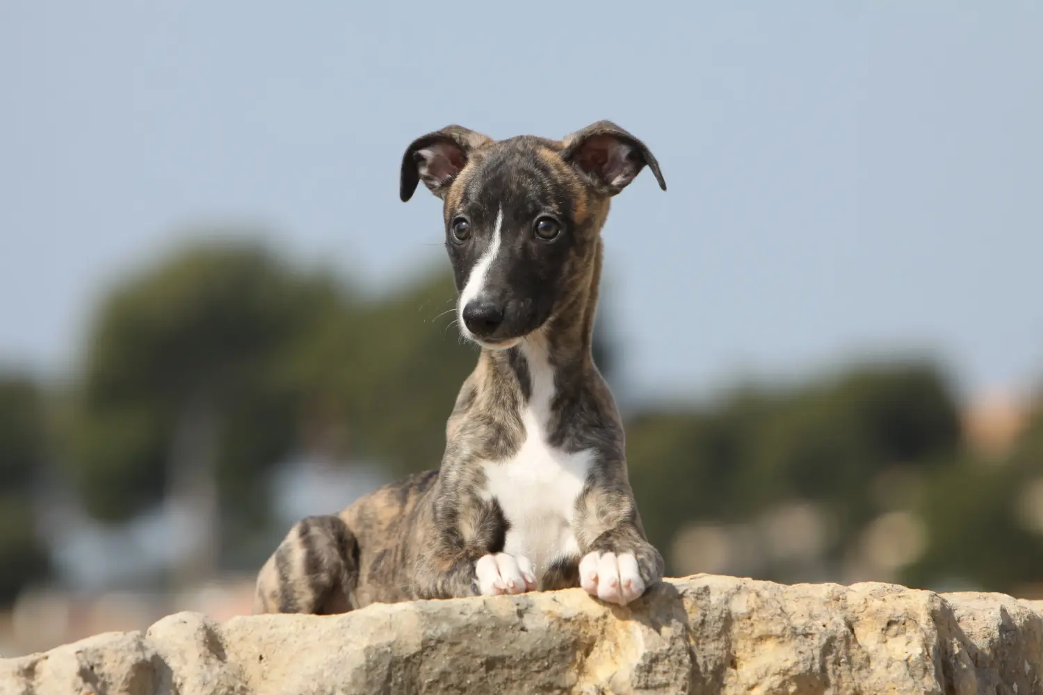 Cumpărarea unui cățel Whippet înseamnă asumarea responsabilității! Cumpărați cățeluși Whippet.