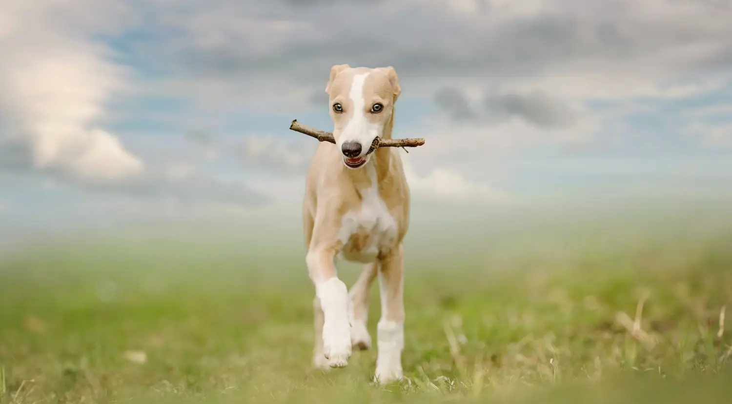 Cumpărarea unui cățel Whippet înseamnă asumarea responsabilității! Cumpărați cățeluși Whippet.