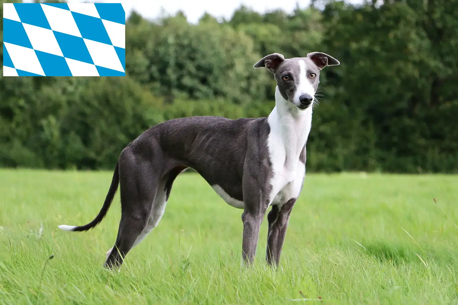 Căței Whippet și crescători Bavaria Aici veți găsi crescători de Whippets din Bavaria.