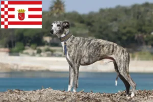 Read more about the article Whippet crescător și căței în Bremen