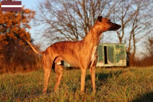 Read more about the article Crescători și căței Whippet în Letonia