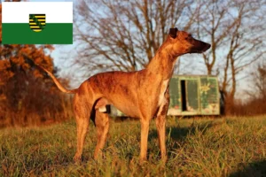 Read more about the article Whippet crescători și căței în Saxonia