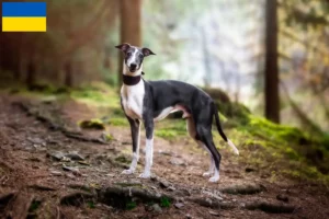 Read more about the article Whippet crescători și căței în Ucraina