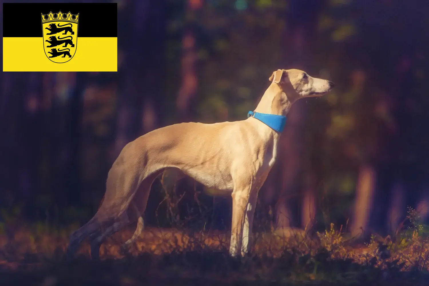 Căței Whippet și crescători Baden-Württemberg Aici puteți găsi crescători de Whippets în Baden-Württemberg.