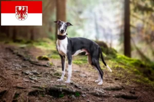 Read more about the article Whippet crescători și căței în Brandenburg