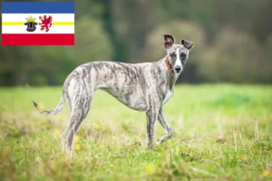 Read more about the article Whippet crescători și căței în Mecklenburg-Vorpommern