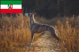Read more about the article Whippet crescători și căței în Renania de Nord-Westfalia