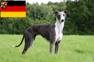 Read more about the article Whippet crescători și căței în Renania-Palatinat