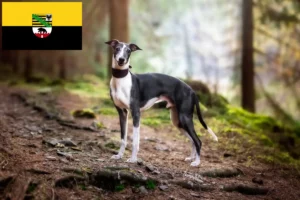 Read more about the article Whippet crescători și căței în Saxonia-Anhalt