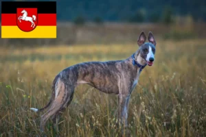 Read more about the article Whippet crescători și căței în Saxonia Inferioară