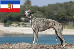 Read more about the article Whippet crescători și căței în Schleswig-Holstein
