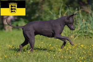Read more about the article Xolo crescători și căței în Baden-Württemberg