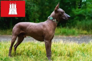 Read more about the article Xolo crescători și căței în Hamburg